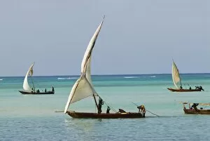 Coast Line Gallery: Traditional Arab dhows, Zanzibar