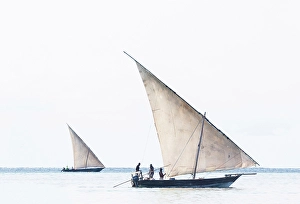 Nungwi Prints: Traditional dhows used for fishing, off the coast of Nungwi, Zanzibar, Tanzania