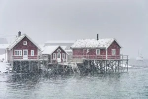 Reine Prints: Traditional fishermen houses under the snow. Reine, Nordland, Northern Norway, Norway