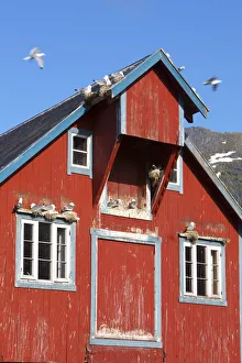 Rorbuer Prints: Traditional Fishing Warehouse and Nesting Seagulls, A, Moskenesoy, Lofoten, Nordland