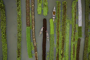 Traditional floating vegetable garden, Pirojpur, Barisal, Bangladesh