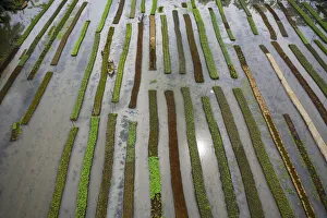 Traditional floating vegetable garden, Pirojpur, Barisal, Bangladesh