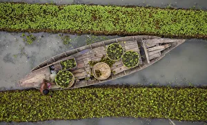 Traditional floating vegetable garden, Pirojpur, Barisal, Bangladesh