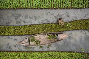 Images Dated 19th January 2021: Traditional floating vegetable garden, Pirojpur, Barisal, Bangladesh