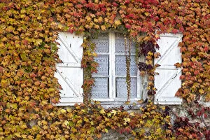 Shutters Gallery: A traditional french window surrounded by ivy in the autumn, Carennac, Lot, Occitanie, France