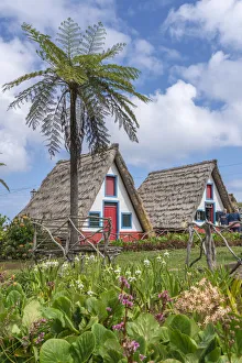 Traditional houses under a palm tree. Santana, Madeira Island, Portugal