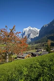 Images Dated 19th October 2008: Traditional Houses, Wetterhorn & Grindelwald, Berner Oberland, Switzerland