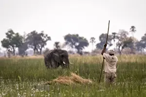 Travelling Prints: A traditional Mokoro poler travelling through reeds with an Elephant in the background