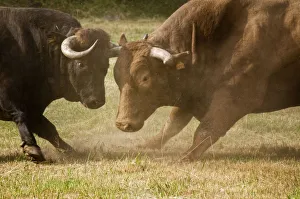 Bullfighting Prints: Traditional and primitive bullfight contest in Tourem. Tras os Montes, Portugal
