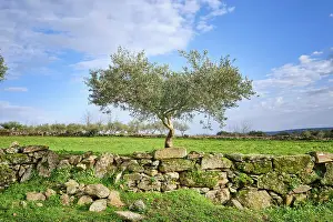 Olive Oil Prints: Traditional stone wall at Vila Cha da Braciosa with olive tree