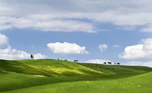 Images Dated 23rd November 2009: Traditional Tuscan landscape, near San Quirico, Valle de Orcia, Tuscany, Italy