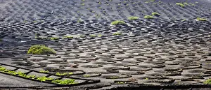 Traditional vineyards in La Geria where the wines are produced in a volcanic ash soil