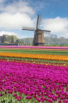 Tulip Prints: A traditional windmill & tulip field, North Holland, Netherlands