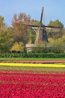 Tulip Prints: A traditional windmill & tulip field, North Holland, Netherlands