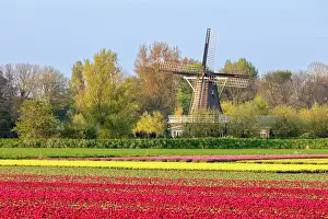 Tulip Prints: A traditional windmill & tulip field, North Holland, Netherlands