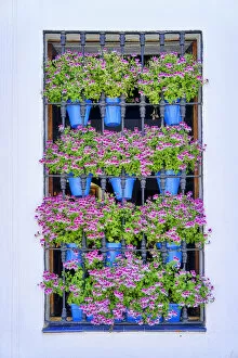 Images Dated 27th May 2022: Traditional windows in the old town of Cordoba, during the Fiesta de los Patios in May