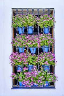 Traditional windows in the old town of Cordoba, during the Fiesta de los Patios in May. A UNESCO World Heritage Site. Andalucia, Spain