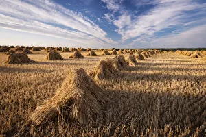 Harvest Prints: Traditionally harvested straw stooks, Coldridge, Devon, England