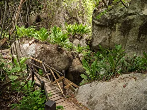 Tayrona Prints: Trail in Tayrona National Natural Park, Magdalena Department, Caribbean, Colombia