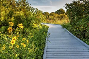 Images Dated 8th August 2022: Trails leading through sand dunes to the beach at the Cape May Point State Park, New Jersey