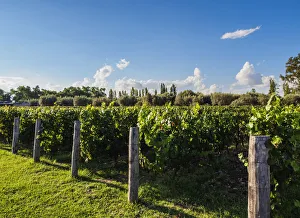Trapiche Vineyard, Coquimbito, Mendoza Province, Argentina