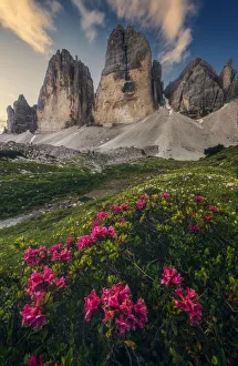 Cime Prints: Tre Cime di Lavaredo in summer at sunrise, Dolomites, Italy