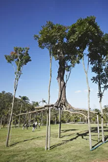 Images Dated 12th October 2012: Tree art by Chris Burden at Centro de Arte Contemporanea Inhotim, Brumadinho, Belo