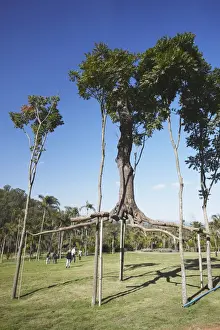 Brumadinho Prints: Tree art by Chris Burden at Centro de Arte Contemporanea Inhotim, Brumadinho, Belo