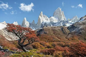 Andes Collection: Tree and autumn scenery with Fitz Roy range in the background