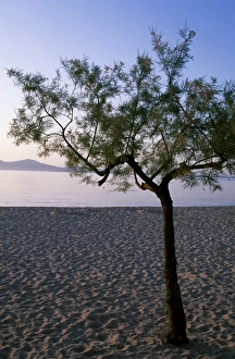 Sun Rise Prints: A tree on the beach at dawn at Port de Pollenca