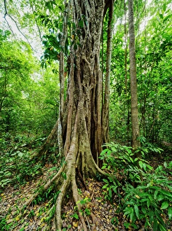 Becan Prints: Tree at the Becan Archaeological Site, Campeche State, Mexico