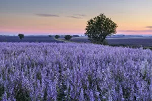Tree in blooming muscatel sage field, (Salvia sclarea) at dawn, Valensole, Plateau de Valensole