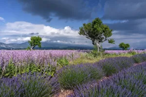 Tree in blooming muscatel sage and lavendar field, (Salvia sclarea), Valensole, Plateau de Valensole