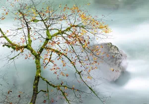 Vintgar Gorge Prints: Tree branch overhanging the Radovna River in Autumn, Vintgar Gorge, near Bled, Slovenia