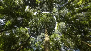 Canopy Prints: Tree canopy of Dipterocarp trees forming patterns in the sky nr Kuala Lumpur, Malaysia