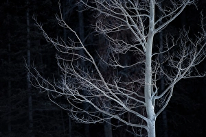 Alberta Prints: Tree, Clearwater County, Alberta, Canada