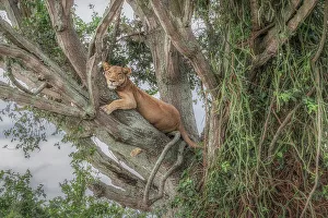 Tree climbing lion in Queen Elizabeth national park, Uganda