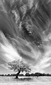 Images Dated 9th July 2009: Tree and clouds, Provence, France