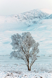 Hoar Frost Prints: Tree covered in hoar frost, Rannoch Moor, Highand, Scotland