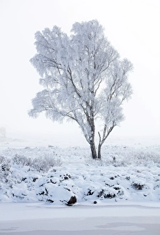 Hoar Frost Prints: Tree covered in hoar frost, Rannoch Moor, Highand, Scotland