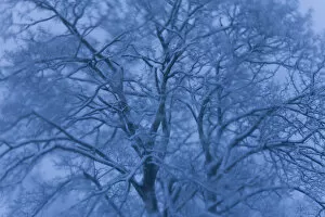Images Dated 25th February 2010: Tree covered in snow, Gloucestershire, UK