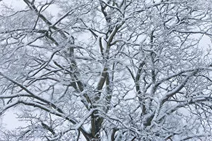 Images Dated 9th November 2011: Tree covered in snow, Gloucestershire, UK