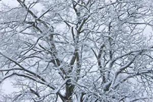 Tree covered in snow, Gloucestershire, UK