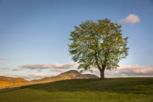 Carlton Hill Prints: Tree in the evening light on Carlton Hill, Edinburgh, City of Edinburgh, Scotland