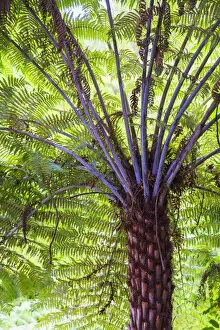 Images Dated 27th February 2014: Tree fern on 309 Kauri Grove trail, Coromandel Peninsula, North Island, New Zealand