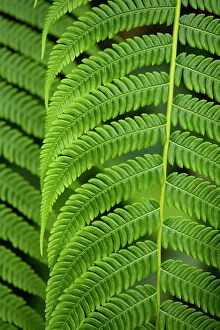 Images Dated 4th May 2023: Tree Fern, Napo Province, Ecuador