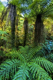 Tree Ferns (Dicksonia squarrosa), New Zealand