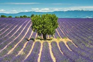 Individual Prints: Tree in Field of Lavender, Provence, France