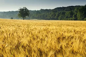Lone Collection: Tree in Field of Wheat, Provence, France
