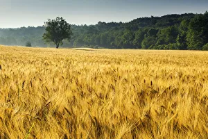 Wheat Prints: Tree in Field of Wheat, Provence, France